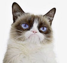 grumpcat